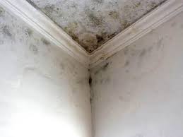 Best Environmental Consulting for Mold Prevention  in Angleton, TX