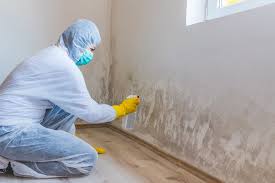 Best Basement Mold Removal  in Angleton, TX