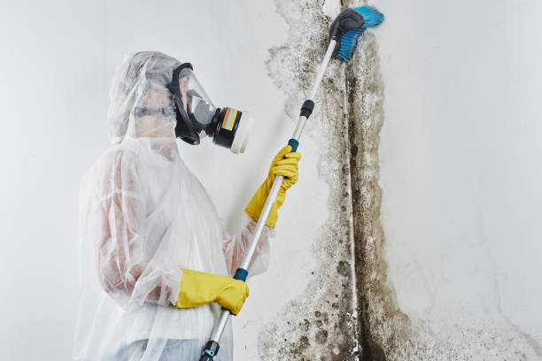 Why You Should Choose Our Mold Remediation Services in Angleton, TX